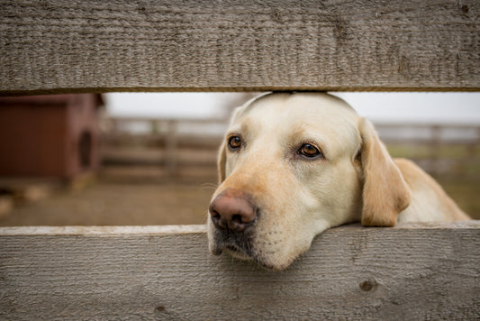 Dog Depression and Anxiety: Causes, Symptoms, Treatment and Strategies
