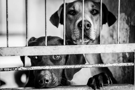 The Importance of Supporting No-Kill Animal Shelters