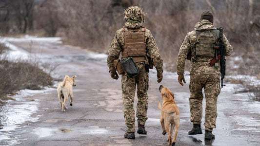 Canines on the Modern Battlefield