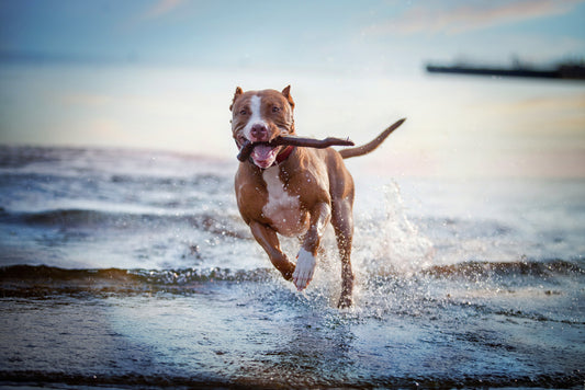 Physical Activity Requirements for Popular Dog Breeds