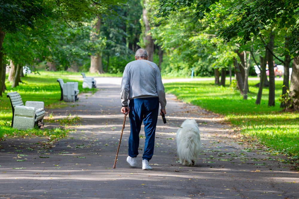 The Special Role of Dogs as Companions to the Elderly