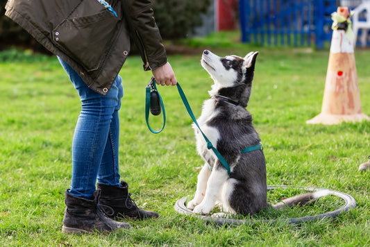 Dog Training: Responsible Dog Ownership Series