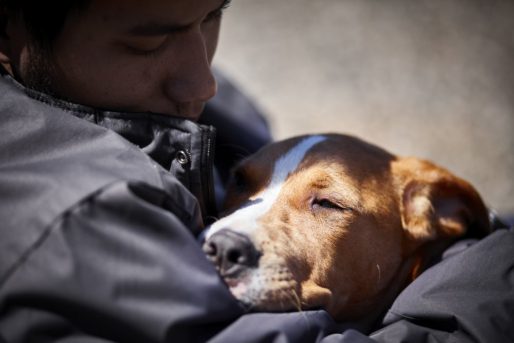 PTSD, Veterans, Dogs, Mental Health, Therapy, Comfort, Service Dogs, PTSD treatment, PTSD Symptoms, Post-Traumatic Stress Disorder, Animal Assisted Therapy, Pet Therapy