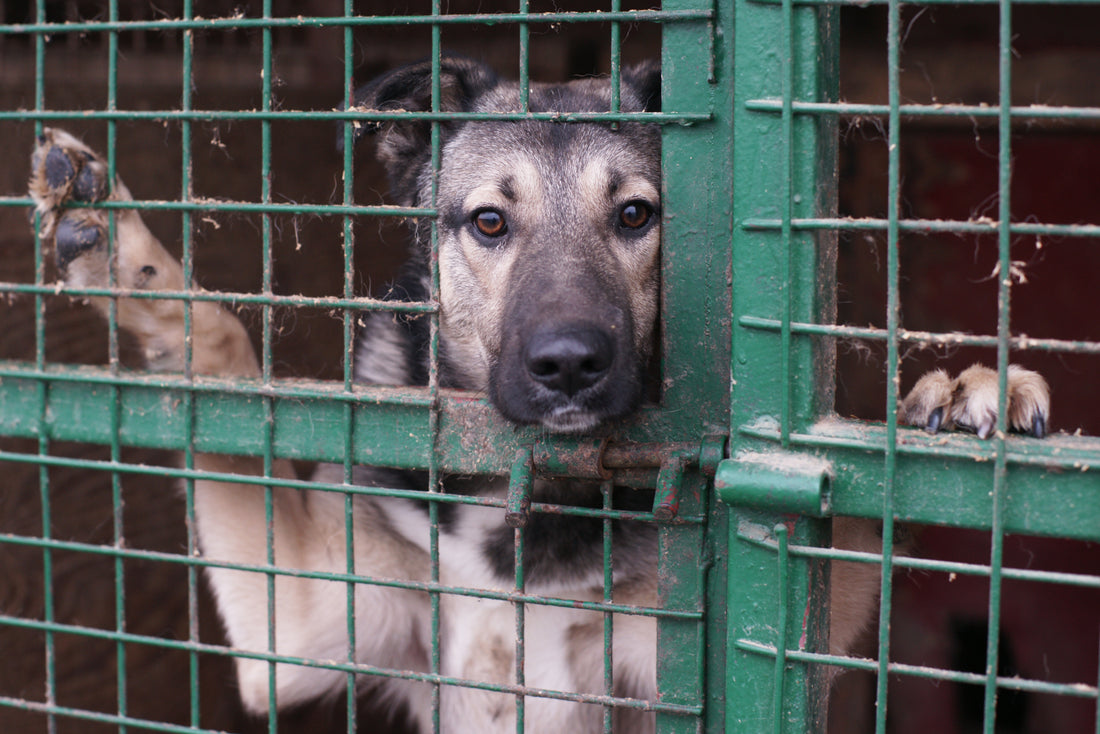 The Ugly Truth About Pet Euthanasia