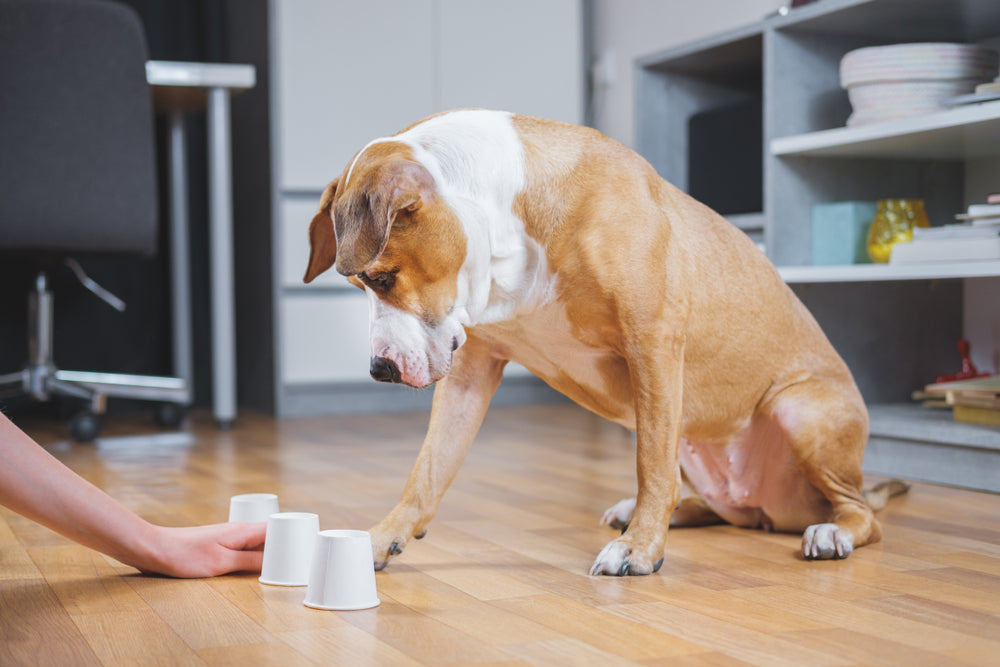Dog Intelligence: It's More Impressive Thank You Think